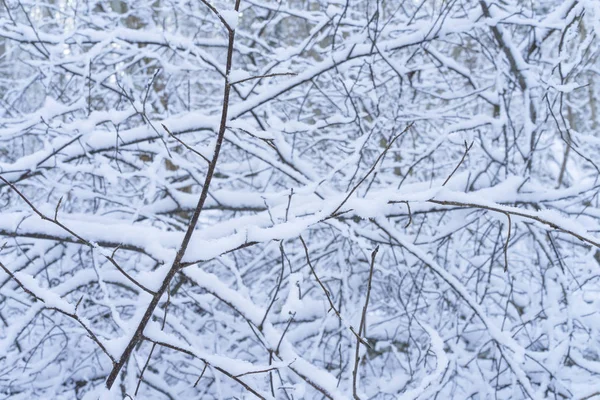 Bela Natureza Paisagem Foto Árvore Com Neve Galhos Congelados — Fotografia de Stock