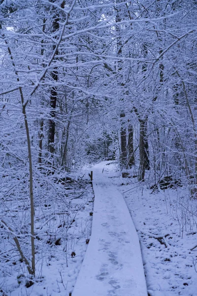 Güzel karlı ağaç ve orman İsveç İskandinavya. Güzel, soğuk, mavi akşam ormanda. Sakin, huzurlu açık havada fotoğraf. İsveçli kış zaman güzel doğa ve manzara resim.