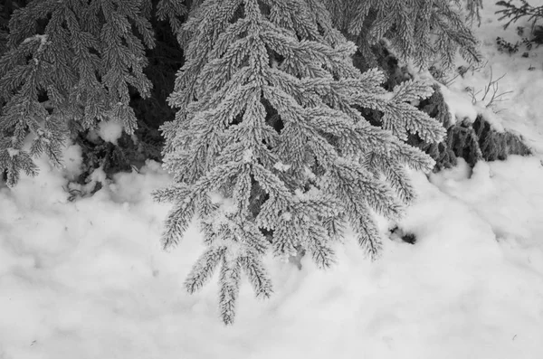Найкрасивіші Фото Природи Ландшафту Шведська Зимовий Ліс Дерев — стокове фото