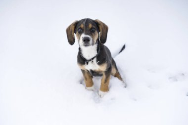 Küçük şirin harrier köpek yavrusu açık havada kar İsveçli doğa içinde oturan ve kış manzarası. Güzel güzel portre genç küçük köpek.