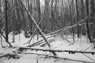 İsveçli kış orman ve ağaçlar güzel doğa ve manzara fotoğraf. 