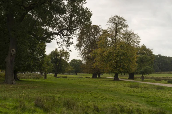 Richmond Park Groot Brittannië Oktober 2017 Natuur Landschap Foto Van — Stockfoto
