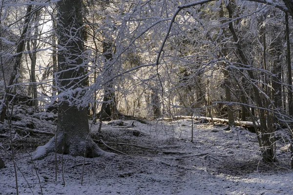 Schöne Natur Und Landschaftsfotos Des Schwedischen Winterwaldes Und Der Bäume — Stockfoto
