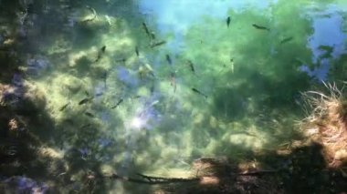 Küçük balık Gölü, Milli Park Krka Hırvatistan yüzmek. Güzel yaz günü nehir kristal berraklığında su ile. Mutlu açık havada resim