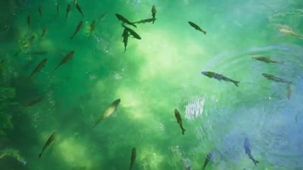 小鱼游泳在湖在克尔卡国家公园在克罗地亚 美丽的夏日 清澈的河水在河里 户外快乐图片 — 图库视频影像