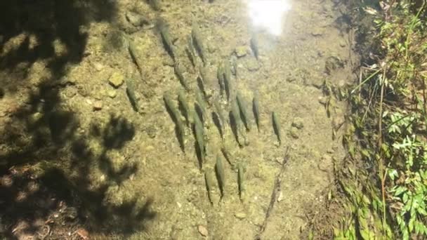 Kis Halak Úszni Krka Nemzeti Park Horvátországban Szép Nyári Nap — Stock videók