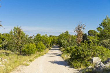 beautiful view of the path with trees