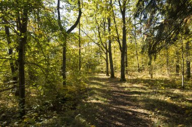 Gündüz, sonbahar ormandaki ağaçlar