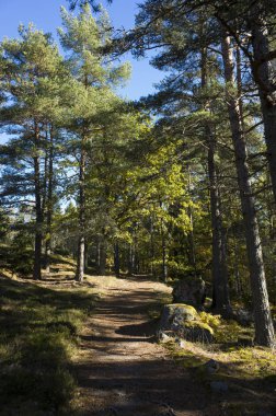 Gündüz, ormandaki ağaçlar arasında yol