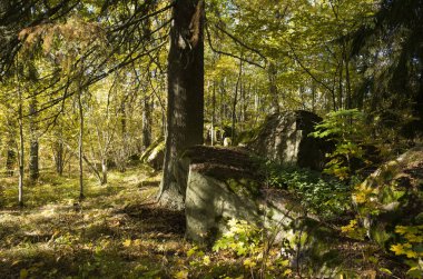 Gündüz, sonbahar ormandaki ağaçlar