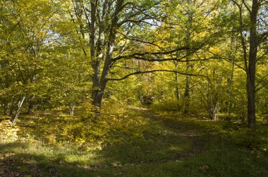 Gündüz, sonbahar ormandaki ağaçlar