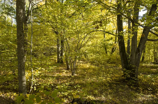 Fák Őszi Erdőben Nappali — Stock Fotó
