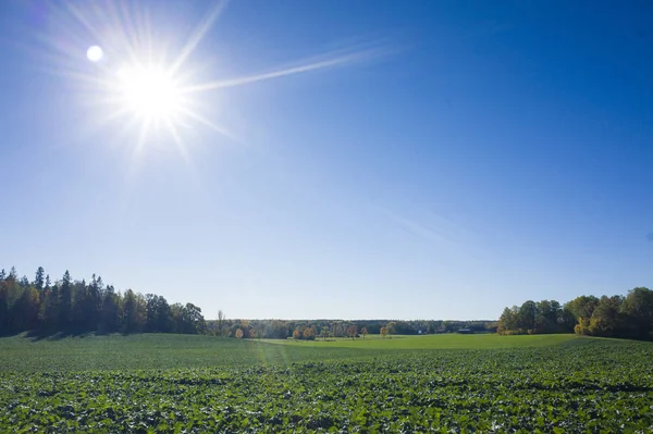 view of nature landscape at autumn season