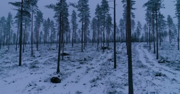 Vista Aérea Floresta Abeto Estação Inverno — Vídeo de Stock