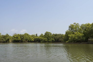 nehir üzerinde bükme yeşil ağaçların görünümü