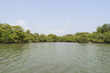 nehir üzerinde bükme yeşil ağaçların görünümü