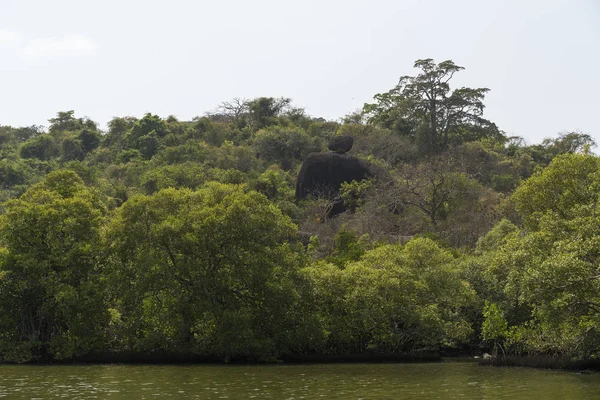 Θέα Των Πράσινων Δέντρων Που Λυγίζει Πάνω Από Ποτάμι — Φωτογραφία Αρχείου