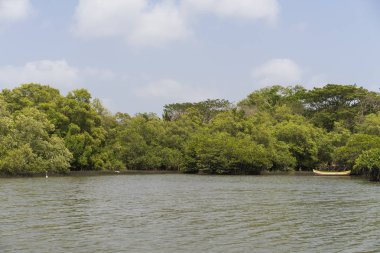nehir üzerinde bükme yeşil ağaçların görünümü