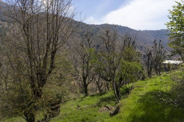 Yaz sezonunda ağaçlarla tepelerin doğal görünümü 