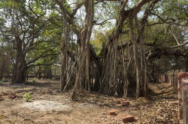 egzotik ağaçlar ve bitkiler ile tropikal orman görünümü 