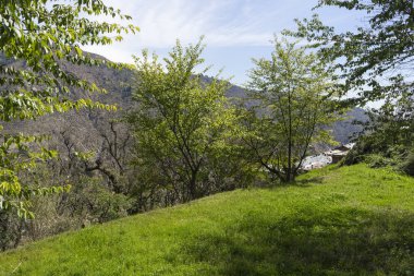 Yaz sezonunda ağaçlarla tepelerin doğal görünümü 