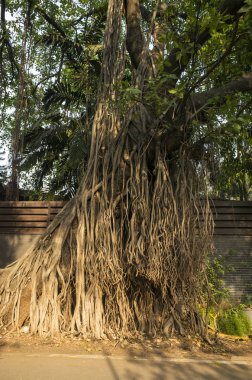 Hindistan, Pune - 30 Mart 2019: Pune'de gündüz güzel eski ağaç 