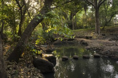 egzotik ağaçlar ve bitkiler ile tropikal orman görünümü 