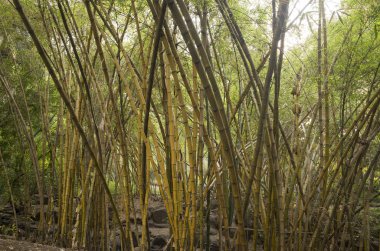 egzotik ağaçlar ve bitkiler ile tropikal orman görünümü 