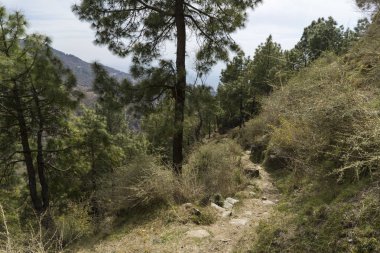 Yaz sezonunda ağaçlarla tepelerin doğal görünümü 