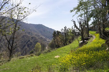 Yaz sezonunda ağaçlarla tepelerin doğal görünümü 