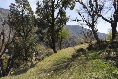 Yaz sezonunda ağaçlarla tepelerin doğal görünümü 
