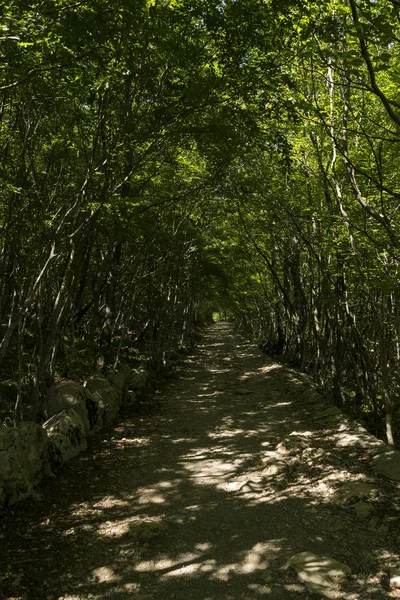 Scenic View Path Trees Mountains — Zdjęcie stockowe