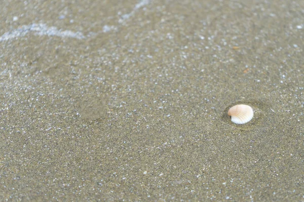 Shell Zand Het Strand Voor Achtergrond — Stockfoto