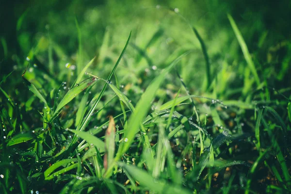 Grasgroen Met Dauw Zwart Frame — Stockfoto