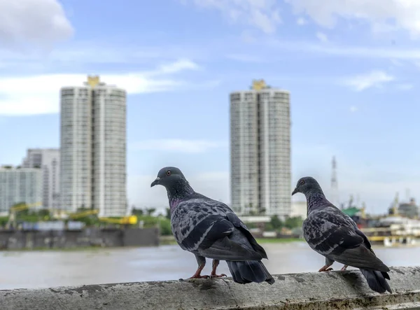 Doves City Background City — Stock Photo, Image