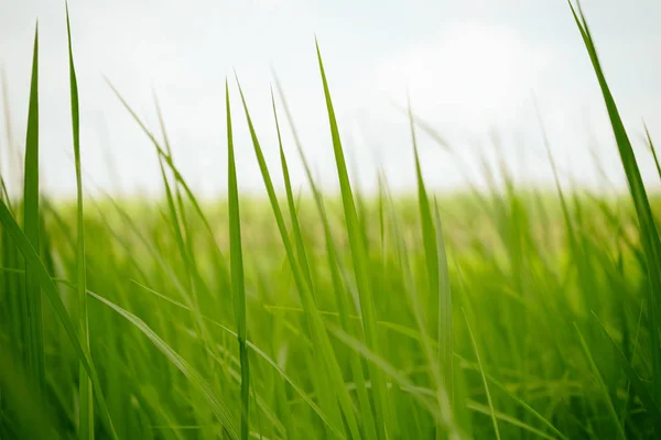 Groene Rijst Ochtend Voor Achtergrond — Stockfoto