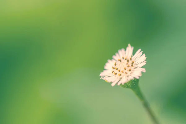 Bloem op groene achtergrond op lente zomer natuur tuin, — Stockfoto