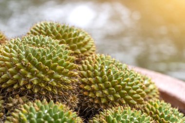 Dekor için saksıda küçük bir ağaç ya da kaktüs