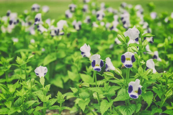 Witte bloemen mooi op groene achtergrond landschap — Stockfoto