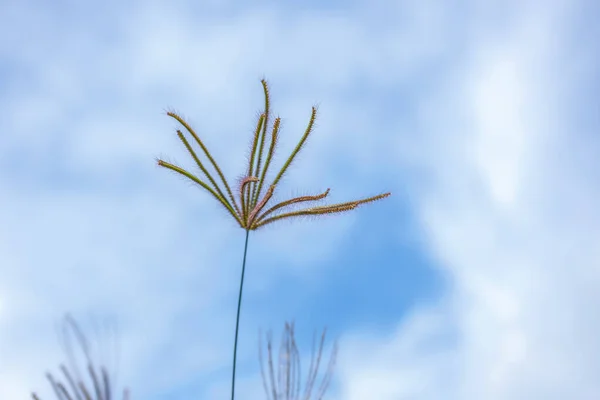 Grasbloemen flora met blauwe lucht achtergrond — Stockfoto