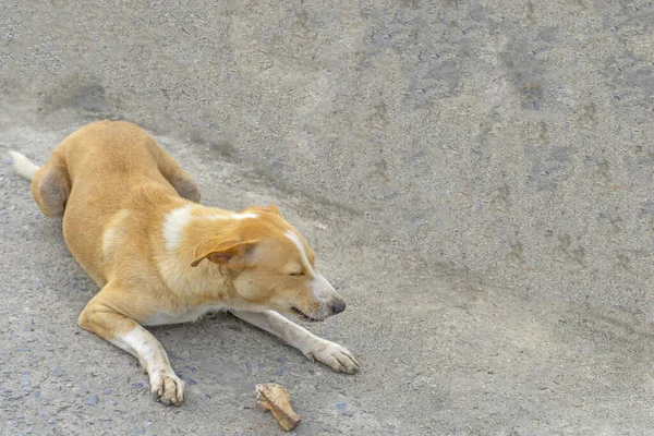 Stray dog eating on the ground or vagrant dog — Φωτογραφία Αρχείου