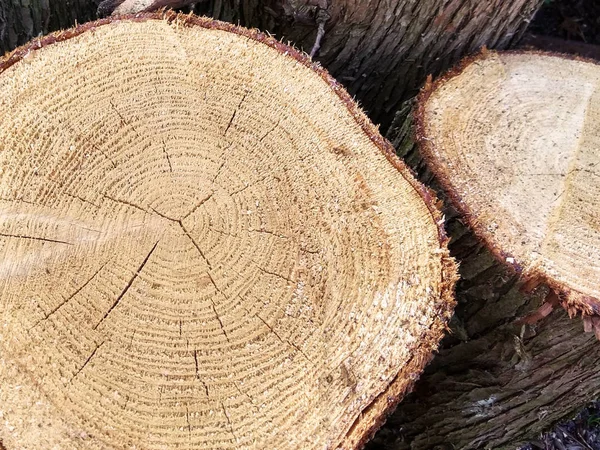 cross-section of a tree photo