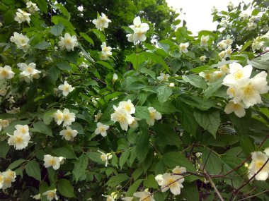 çiçekaçan elma ağacı ufter yağmur fotoğraf