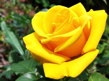 Sarı Gül makro fotoğraf