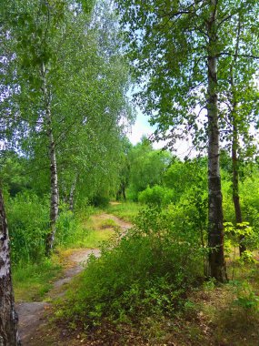 Yemyeşil ağaçlar ve yolu fotoğraf