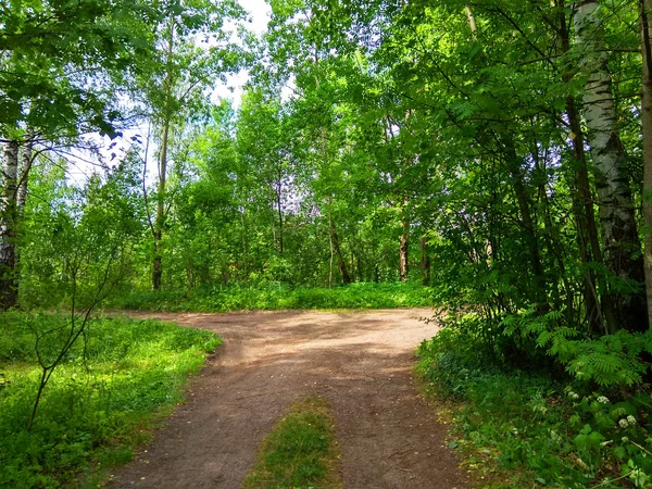 Yaz orman kavşak fotoğraf 