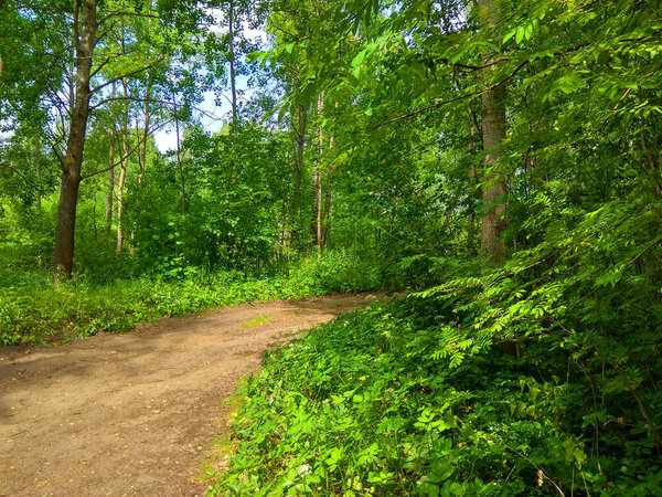 Фото зеленого леса
