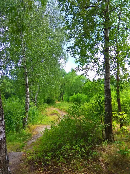 Yemyeşil ağaçlar ve yolu fotoğraf