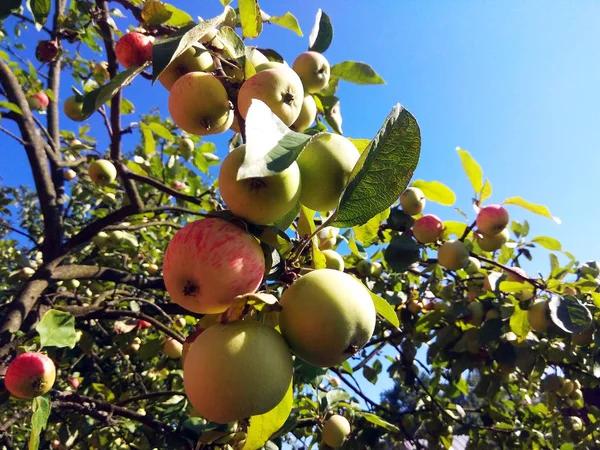 Apple Tree Branch Summer Photo — Stock Photo, Image