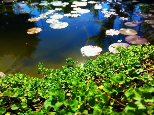 Garden Kolam Foto Musim Panas — Stok Foto